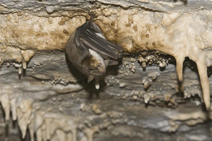 Murciélago cuelga invertido del techo de una cueva con estalactitas y formaciones rocosas calcáreas.