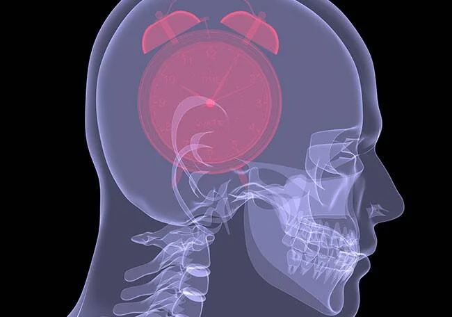Ilustración de radiografía de cráneo humano con un reloj despertador rojo superpuesto en el área cerebral, simbolizando el reloj biológico interno.