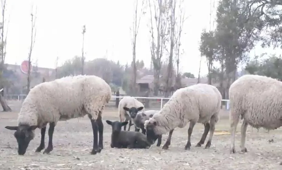 Grupo de ovejas adultas con lana blanca y varios corderos de cabeza negra en un campo rural con árboles sin hojas al fondo.