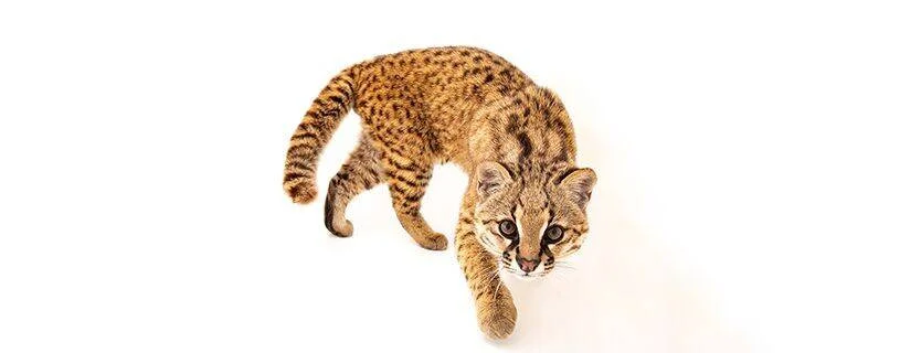 Pequeño felino salvaje con pelaje anaranjado y manchas oscuras camina en posición de acecho sobre fondo blanco.
