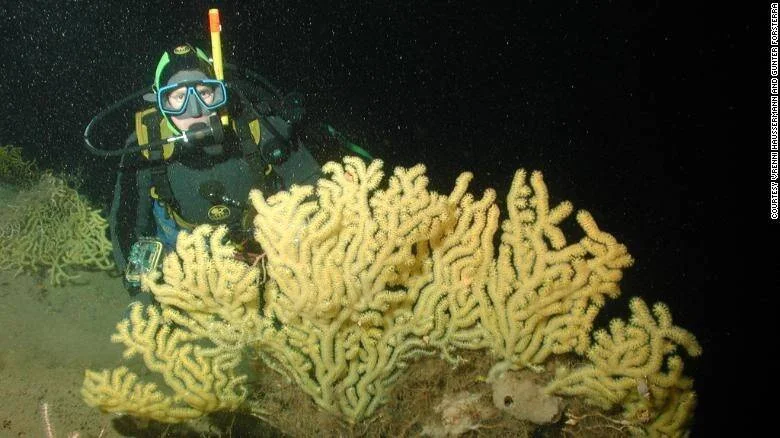 Un buzo equipado con linterna observa una gran colonia de coral amarillo ramificado en el fondo del mar.