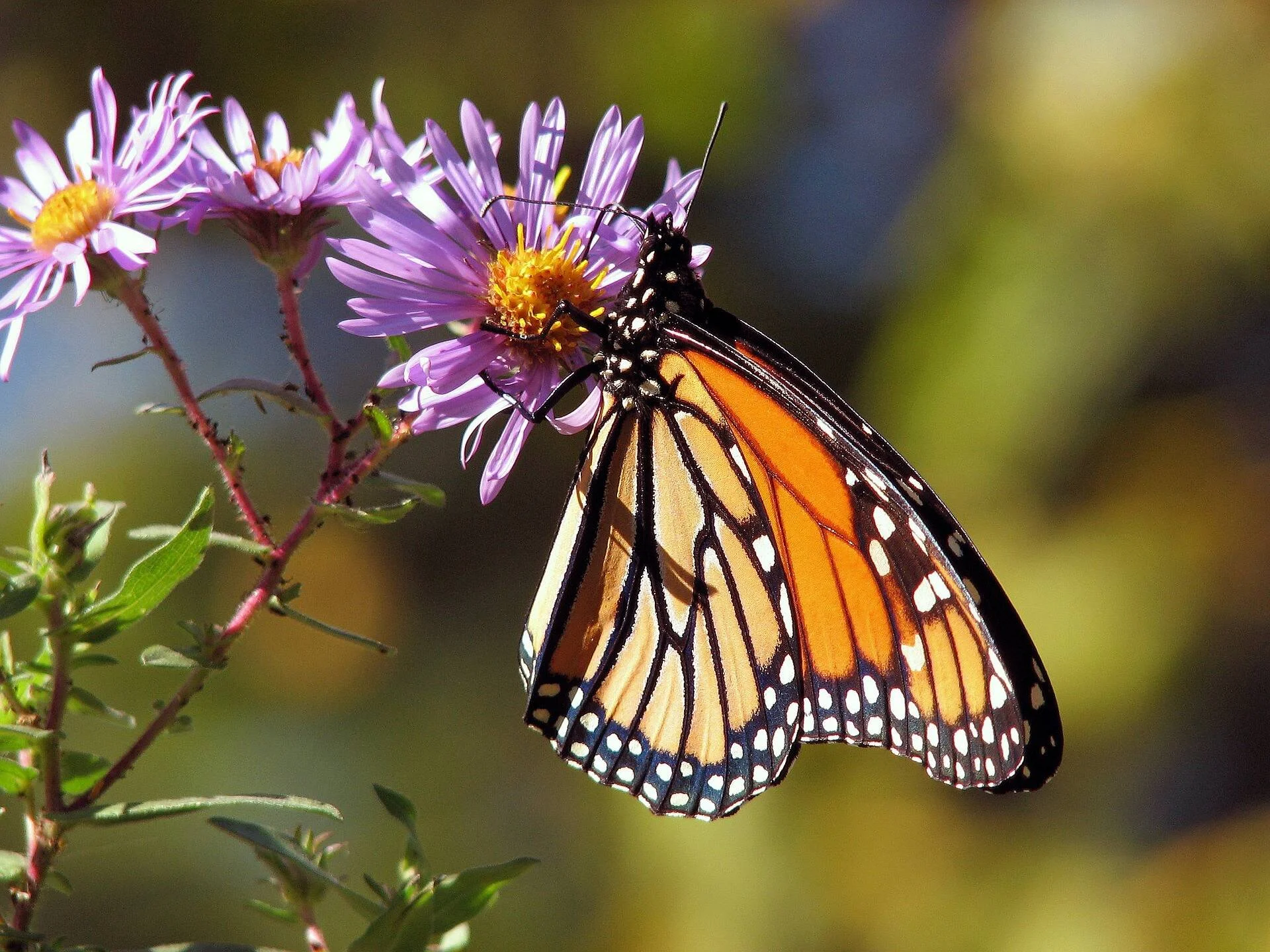 Mariposa monarca con alas naranja y negro posada sobre una flor aster de pétalos lilas y centro amarillo.