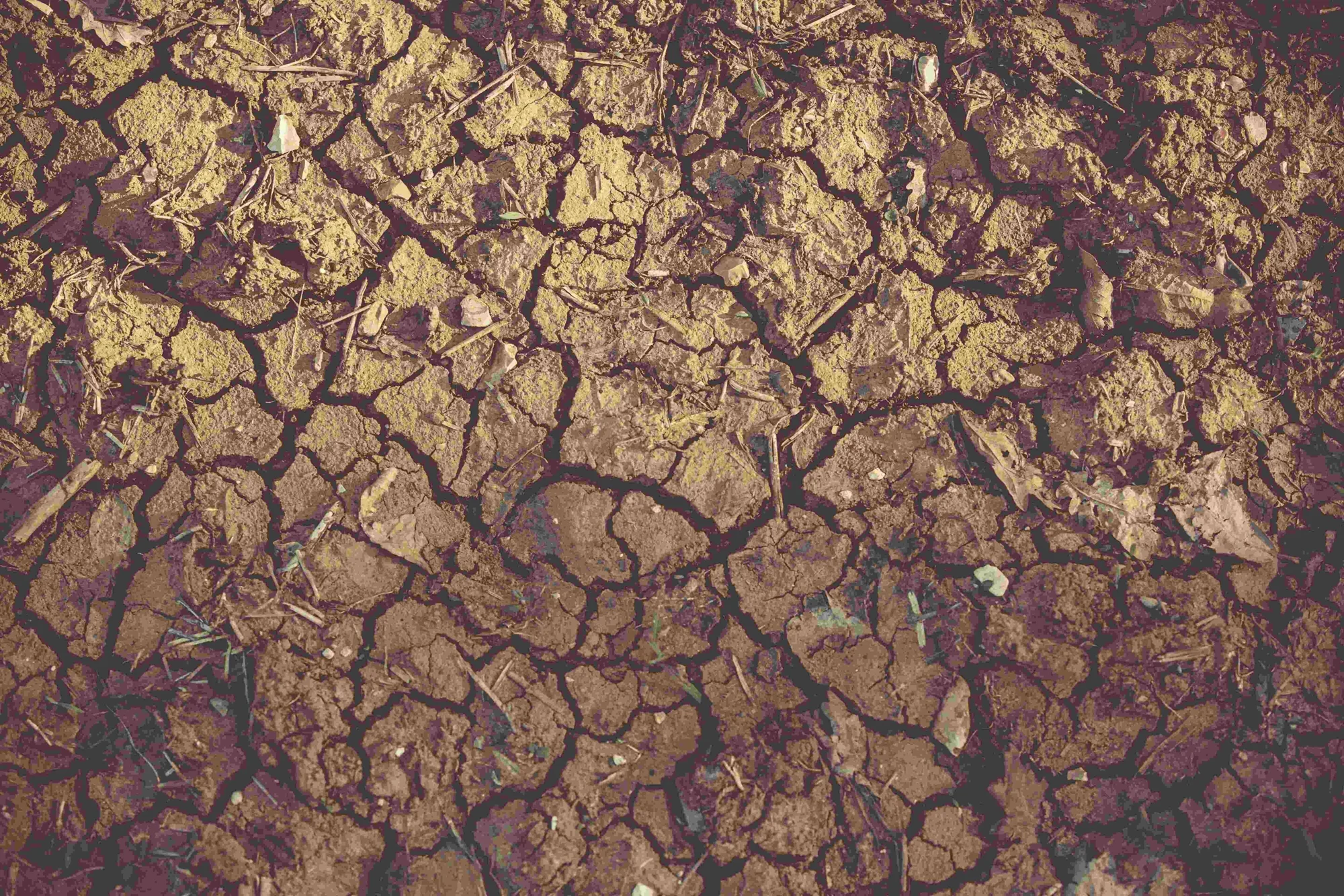 Tierra reseca con profundas grietas y fragmentos de vegetación seca, evidencia de sequía severa.