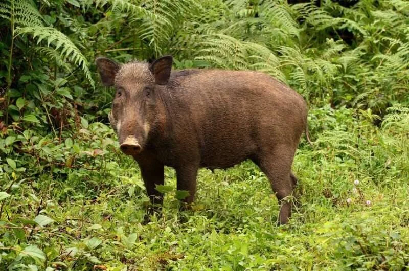 Jabalí adulto de pelaje oscuro parado entre helechos y arbustos en un entorno forestal.