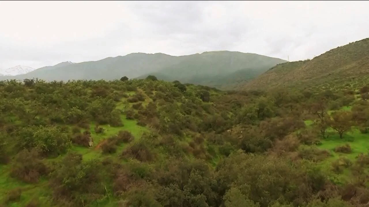 Paisaje aéreo de un valle con densa vegetación arbustiva y montañas con cumbres nevadas al fondo bajo cielo nublado.