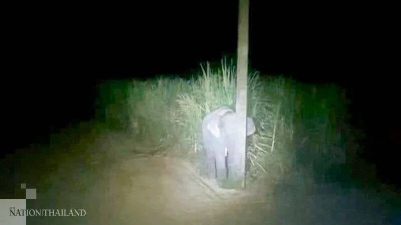 Cría de elefante parada junto a un poste en un camino rural durante la noche, captada por cámara de vigilancia.