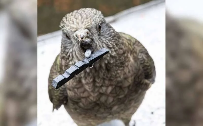 Un kea, loro alpino de Nueva Zelanda, sostiene un objeto negro alargado con su pico y mira directo a la cámara.