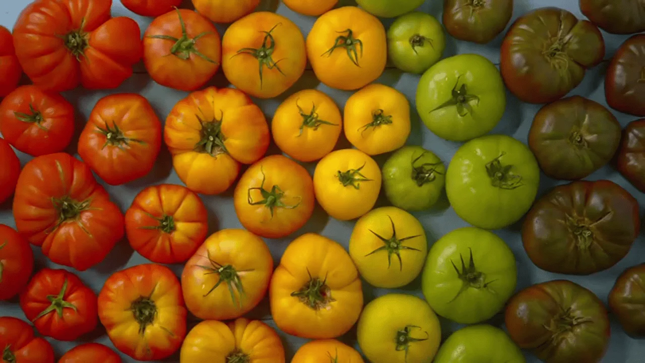Tomates de distintas variedades ordenados por color: rojos, anaranjados, amarillos, verdes y marrones, vistos desde arriba.