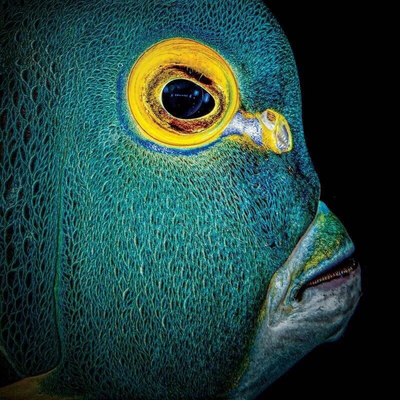 Primer plano del rostro de un pez marino de escamas turquesa con un llamativo ojo de iris amarillo sobre fondo negro.