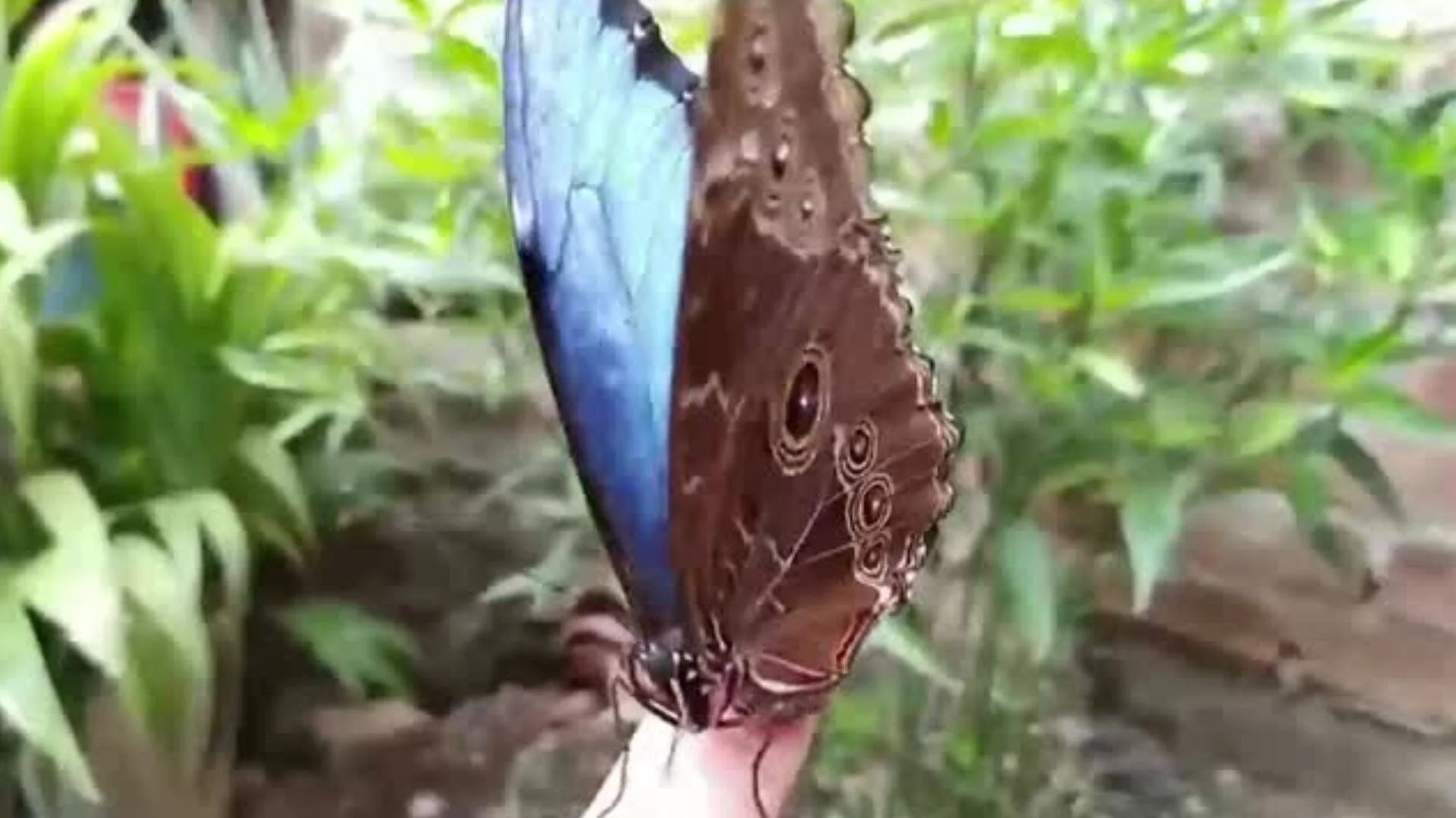 Mariposa Morpho con alas azules y reverso marrón con ocelos posada sobre un dedo humano, rodeada de vegetación verde.