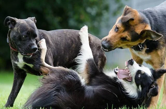Tres perros de distintas razas juegan en un jardín: uno negro, un Border Collie y un pastor alemán interactúan enérgicamente.