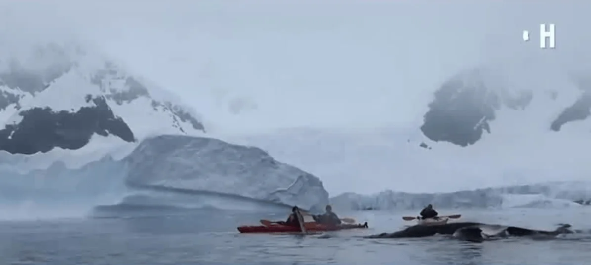Dos kayakistas en aguas heladas de la Antártida observan una ballena que emerge junto a ellos, con iceberg y montañas nevadas al fondo.