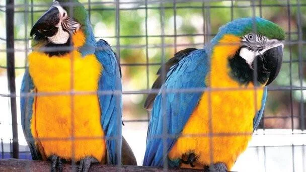 Dos guacamayos de plumaje azul y amarillo posados dentro de una jaula metálica.