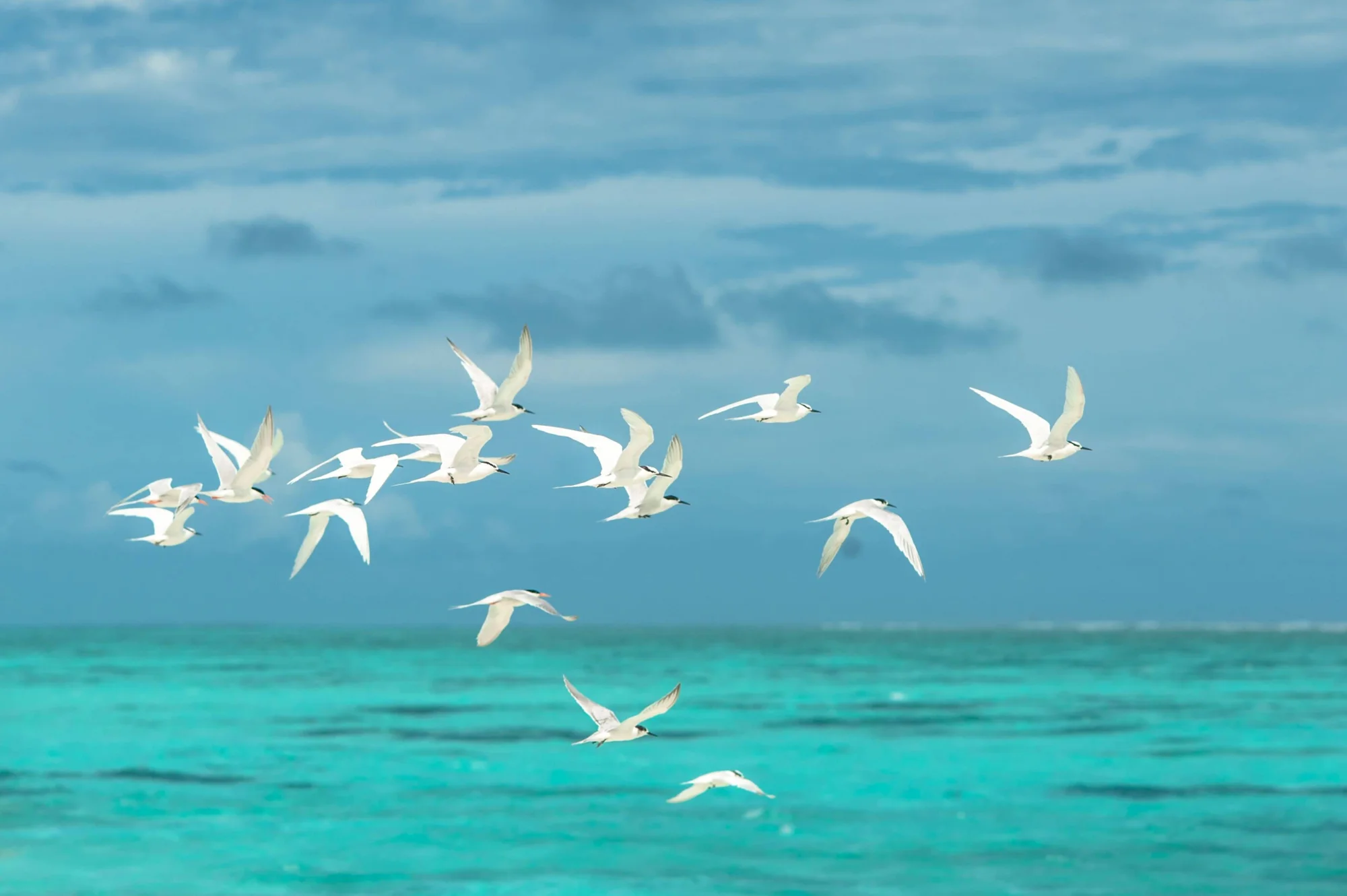 Grupo de aves marinas blancas en vuelo sobre un mar de aguas turquesas bajo un cielo nublado.