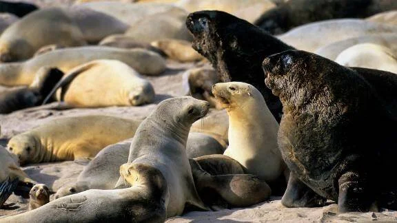 Gran macho oscuro de lobo marino frente a una cría en una playa rodeada de numerosos individuos de la colonia.