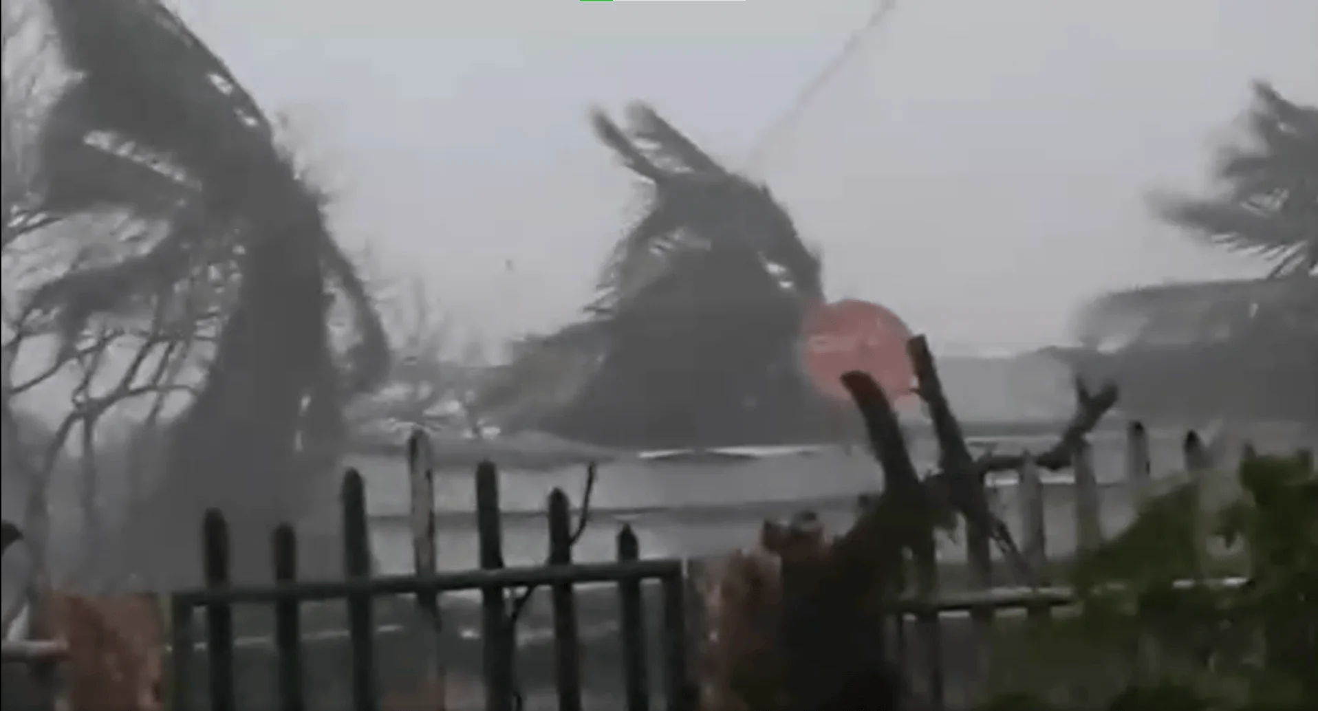 Palmeras dobladas por vientos huracanados con lluvia intensa y señal de tránsito roja al fondo.