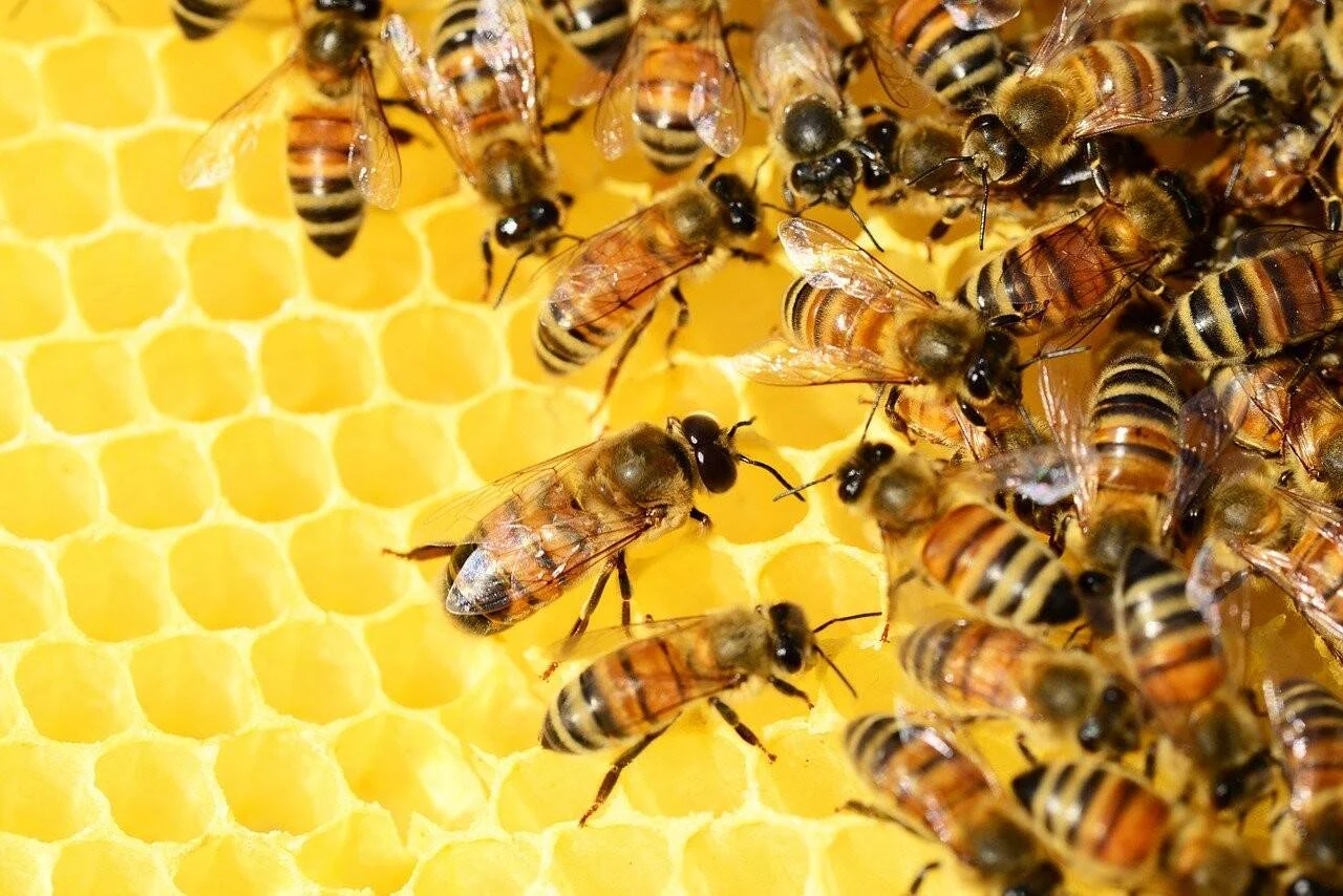 Numerosas abejas melíferas cubren un panal de celdas hexagonales de cera amarilla dentro de una colmena.