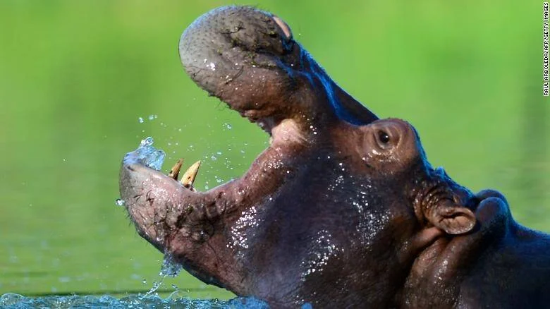 Hipopótamo emerge del agua con la boca abierta, mostrando sus colmillos, rodeado de salpicaduras.