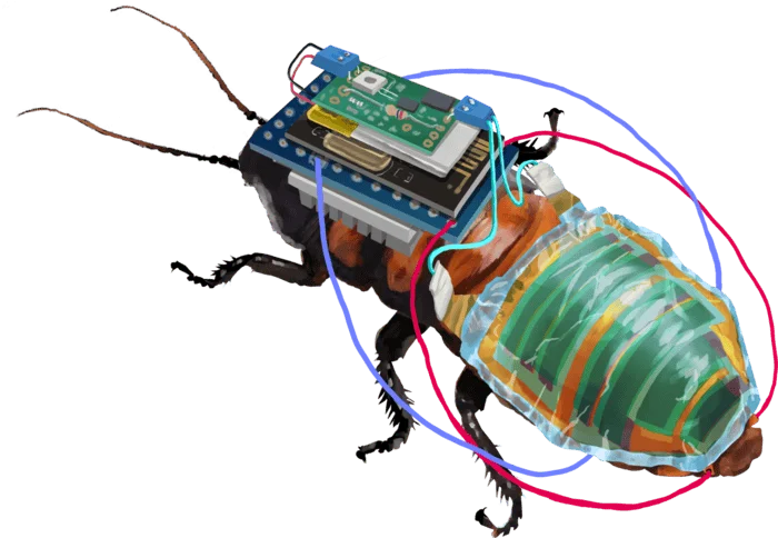 Cucaracha con un módulo electrónico montado en el tórax y un panel solar flexible adherido al abdomen, conectados por cables de colores.