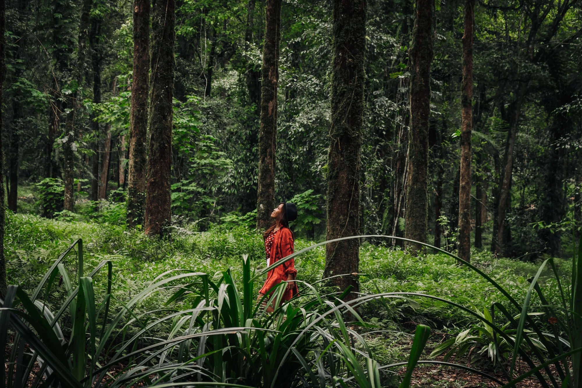 Mujer con sombrero y vestido rojo mira hacia el dosel de un denso bosque tropical rodeada de helechos y árboles altos.