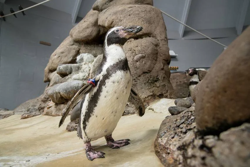 Pingüino de Humboldt con anilla identificadora en la aleta camina sobre arena artificial junto a rocas en un zoológico.