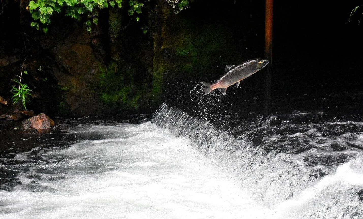 Un salmón salta sobre una pequeña cascada de un río rodeado de vegetación oscura durante la migración.