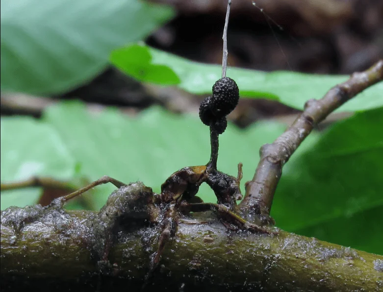 Hormiga muerta sobre una rama con el hongo parásito Ophiocordyceps emergiendo de su cabeza en un bosque tropical.