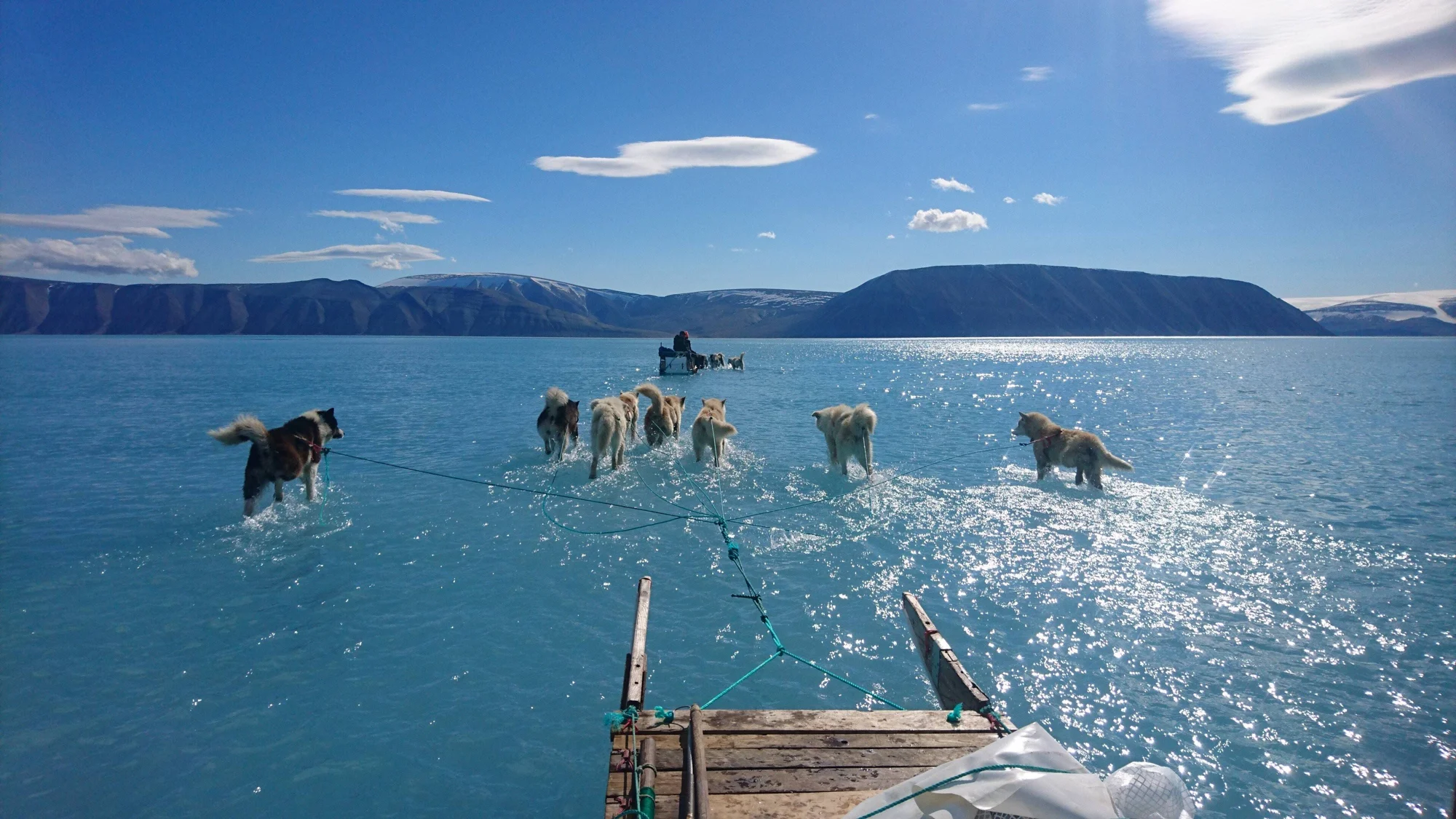 Equipo de perros de trineo avanza sobre hielo ártico cubierto de agua de deshielo, evidenciando el impacto del cambio climático en el Ártico.