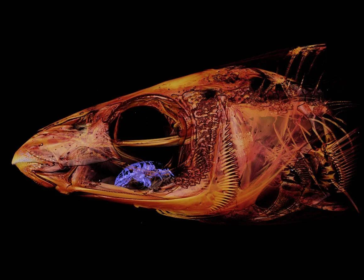Imagen de tomografía computarizada de un pez que muestra un crustáceo parásito de color azul en su cavidad bucal, con huesos y tejidos visibles en tonos naranjas.