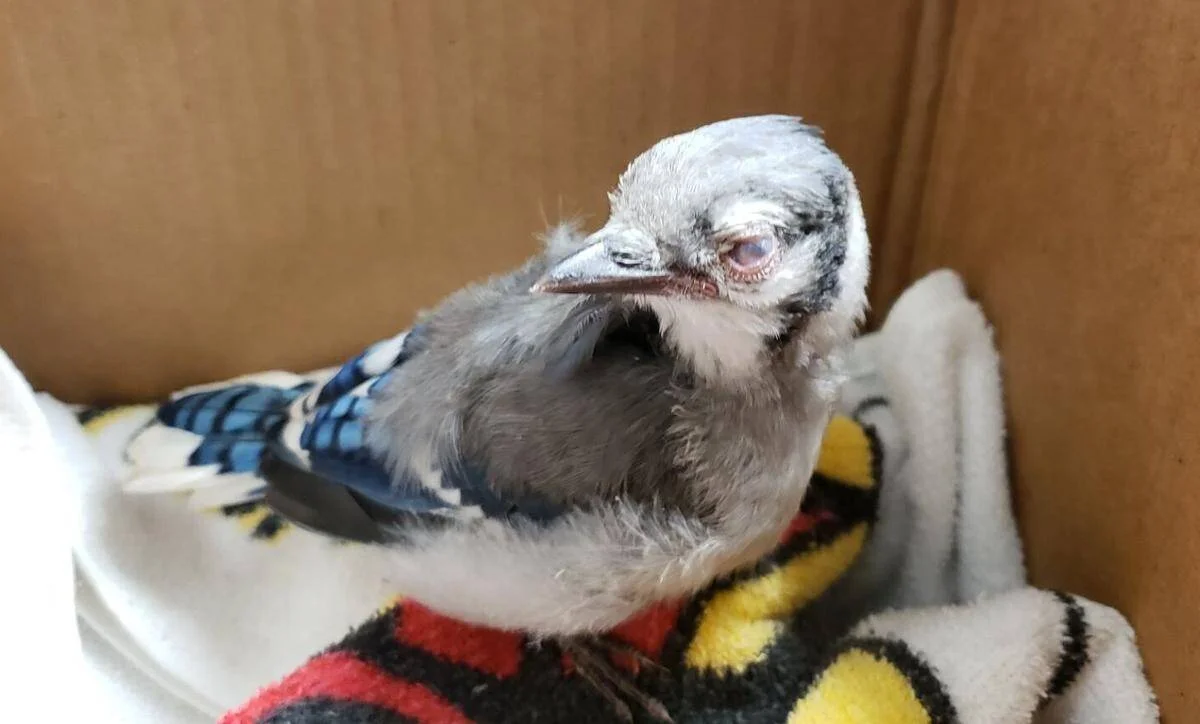 Polluelo de arrendajo azul con plumaje incompleto descansa sobre telas de colores dentro de una caja de cartón.