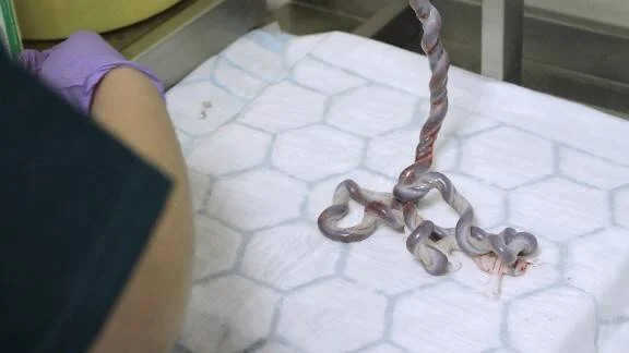 Veterinario con guantes sostiene una pequeña serpiente sobre una superficie blanca en una clínica.