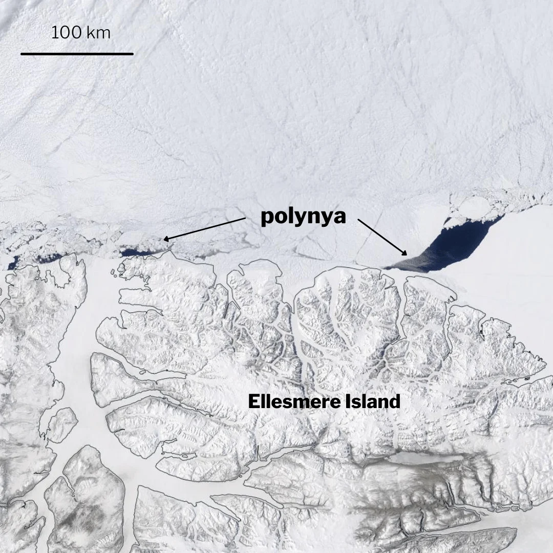 Vista satelital de la isla Ellesmere cubierta de nieve con dos zonas de agua abierta (polynya) señaladas en la costa ártica.