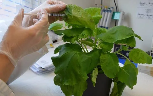 Mano con guante aplica una jeringa sobre las hojas de una planta verde en un laboratorio científico.