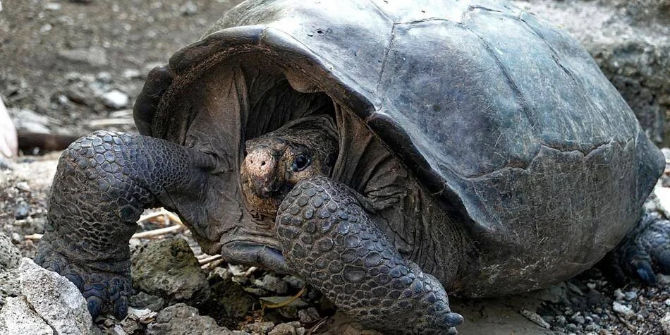 Tortuga gigante de Galápagos con caparazón oscuro asomando la cabeza entre sus patas sobre suelo pedregoso.