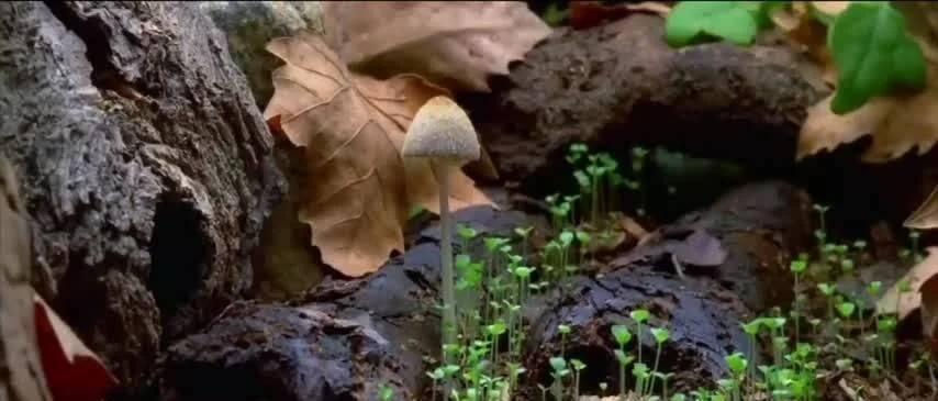 Pequeño hongo de sombrero gris crece entre raíces de árbol, hojas secas otoñales y diminutas plantas verdes en el suelo del bosque.