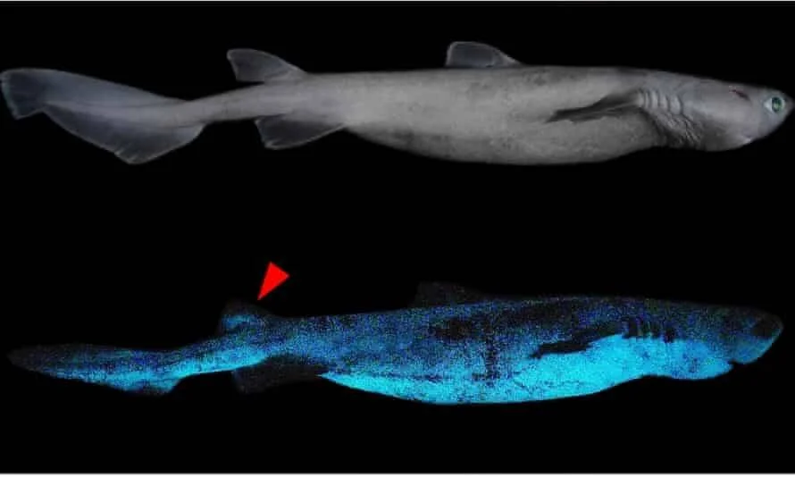Comparación de un tiburón en luz blanca (arriba) y emitiendo bioluminiscencia azul-turquesa en la oscuridad (abajo), con una flecha roja señalando una zona específica.