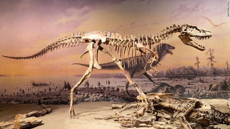 Esqueleto fósil de un gran dinosaurio terópodo expuesto en un museo con diorama prehistórico de fondo.