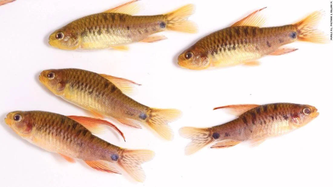 Cinco peces de escamas doradas y marrones con aletas anaranjadas y manchas azules, fotografiados sobre fondo blanco.