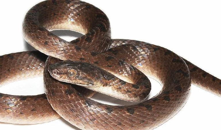 Serpiente de color marrón con manchas oscuras enroscada sobre sí misma, mostrando la cabeza al frente.