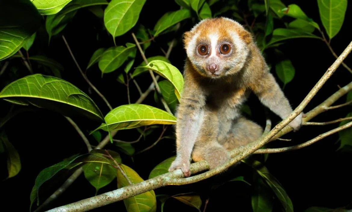 Loris lento de pelaje rojizo con grandes ojos redondos, posado sobre una rama rodeado de hojas verdes en la oscuridad.