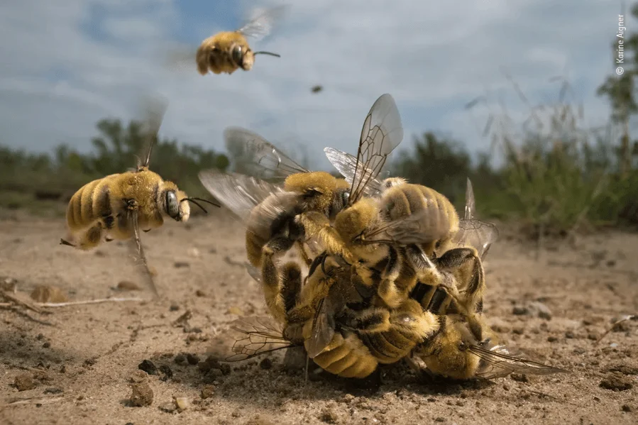 Decenas de abejas forman una masa compacta sobre suelo arenoso mientras otras vuelan alrededor, en una escena de competencia reproductiva.