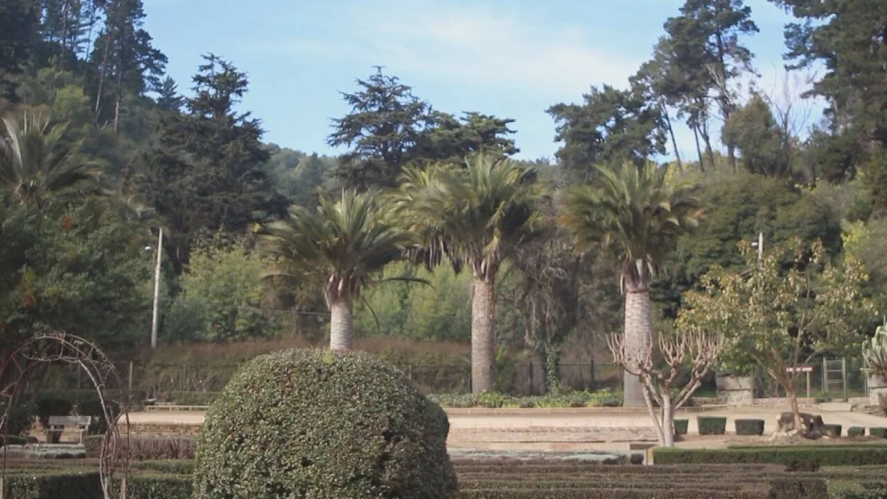 Jardín formal con setos geométricos, palmeras altas y árboles de hoja perenne al fondo bajo cielo azul.