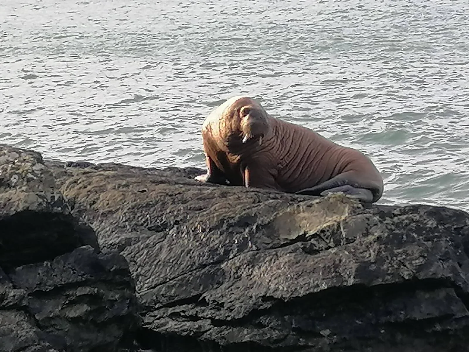 Una morsa con colmillos visibles descansa sobre rocas oscuras junto al mar.