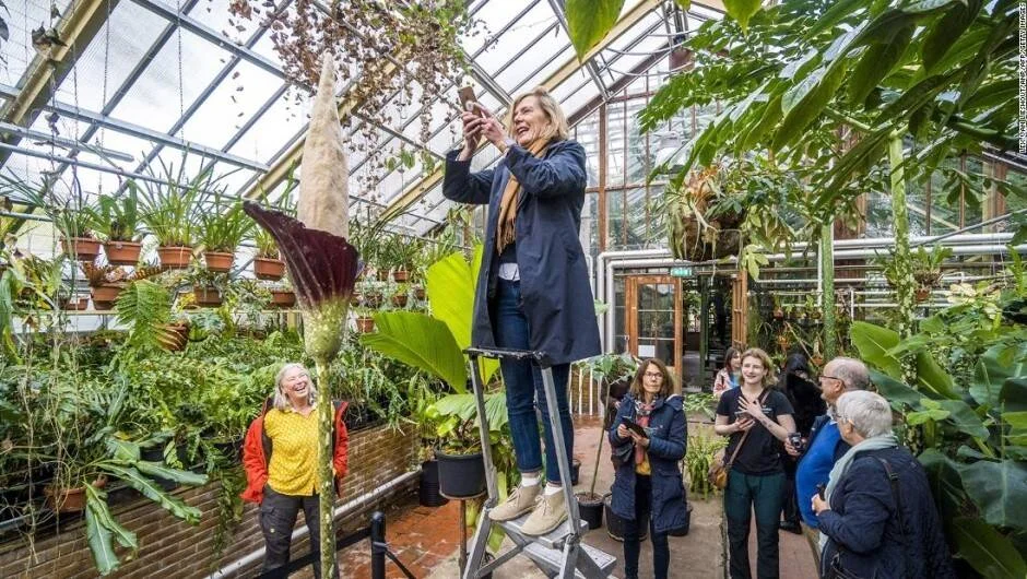 Una mujer sobre una escalera fotografía una gran flor Amorphophallus titanum en un invernadero rodeada de visitantes.