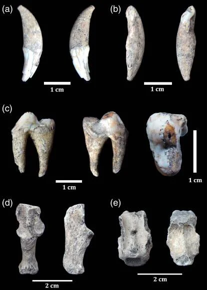 Conjunto de fósiles etiquetados a-e: garras curvas, dientes y fragmentos óseos fotografiados con escala en centímetros sobre fondo negro.