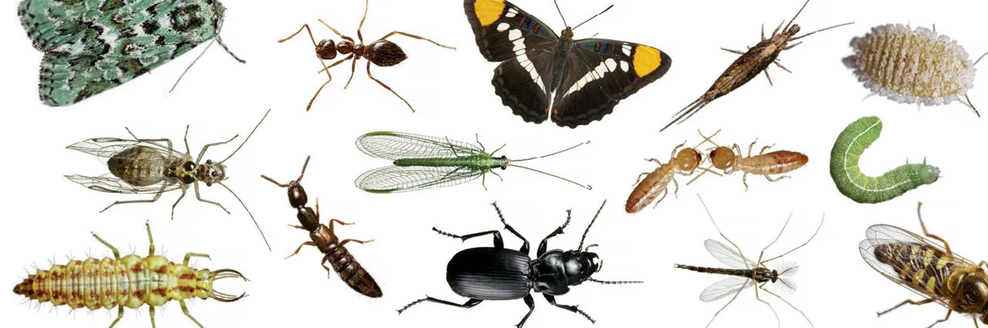 Conjunto de distintas especies de insectos: mariposa, hormiga, crisopa, escarabajo, termita, larvas, mosca y otros artrópodos.