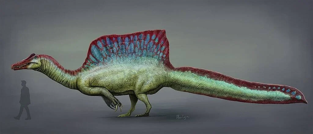 Reconstrucción artística de un Spinosaurus con vela dorsal roja y azul, junto a una silueta humana que muestra su enorme tamaño.