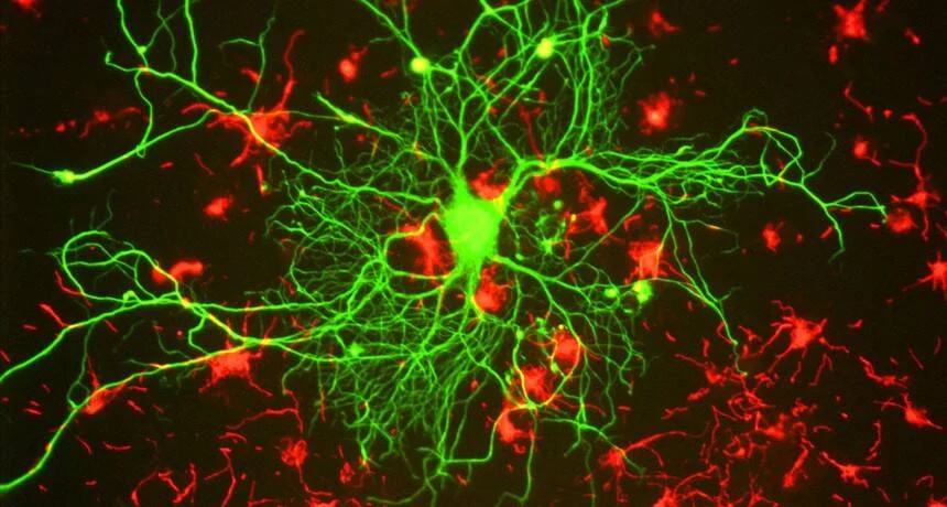 Imagen microscópica de fluorescencia que muestra una neurona (verde) con sus dendritas extendidas rodeada de células gliales (rojo) sobre fondo negro.