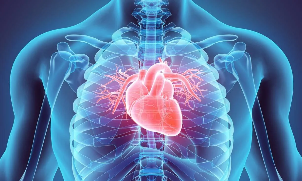 Representación 3D del torso humano con efecto de rayos X que muestra el corazón y sus vasos sanguíneos dentro de la caja torácica.