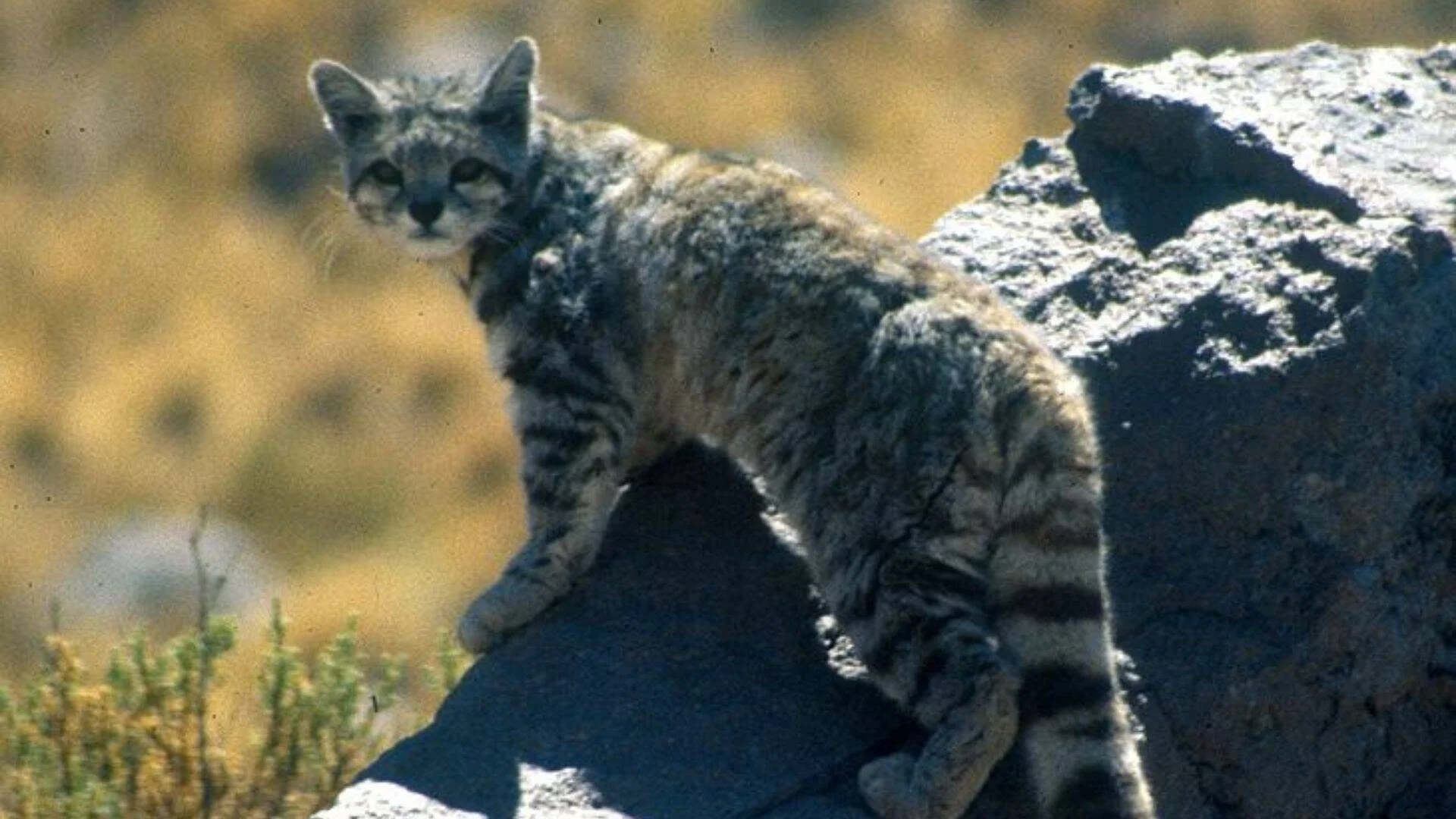 Gato andino de pelaje gris con rayas oscuras parado sobre rocas en un paisaje árido de montaña.